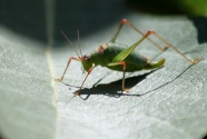 透明绿色蝗虫图片