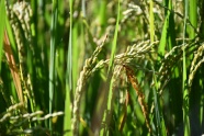 稻田水稻近景摄影图片