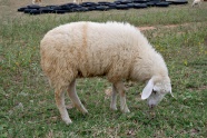 草地上吃草的绵羊图片