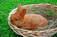 棕色小兔子图片