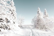 银装素裹冬季雪景图片