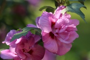 粉色芙蓉花朵图片