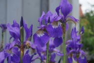 紫色鸢尾花朵图片