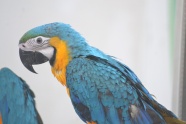蓝色金刚鹦鹉宠物鸟图片