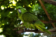 枝头上的绿色鹦鹉图片
