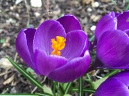紫色藏红花开放图片