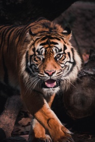 霸气凶猛的老虎图片