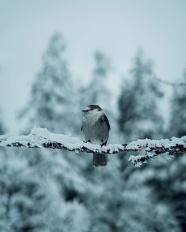 冬季小鸟摄影图片