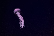 紫色海洋水母图片