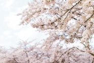 春天樱花树图片