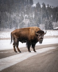 冬季公路牦牛图片
