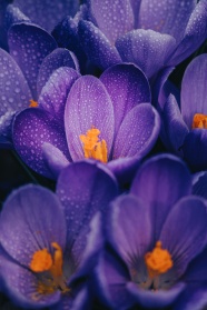紫色微距水仙花图片
