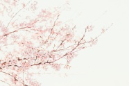 春天粉色小清新樱花图片