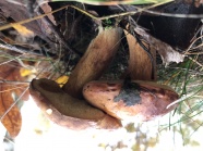 森林真菌蘑菇图片
