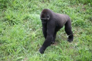 草地黑猩猩图片