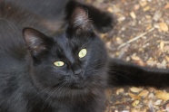 可爱黑色宠物猫图片