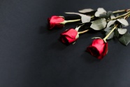 三朵红玫瑰图片
