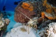 海底甲壳动物图片