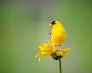 黄色花上的金翅雀图片
