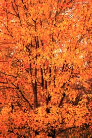 秋天金黄色枫叶树林图片