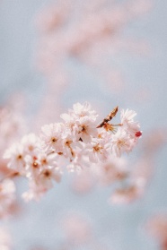 粉色淡雅樱花图片摄影