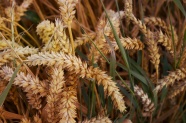 小麦农作物图片