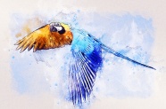 金刚鹦鹉绘画图片