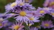 翠菊紫色花朵图片