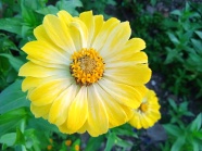 艳丽黄色百日草花朵图片