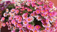 粉红色雏菊盆栽花朵图片