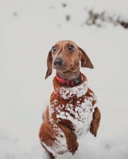 雪地里玩耍的腊肠狗图片
