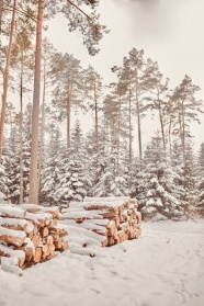 被雪覆盖的一堆木头图片