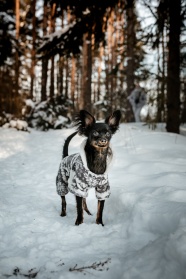 雪地里的黑色狗狗图片