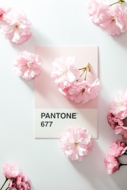 粉色淡雅花卉杂志封面图片