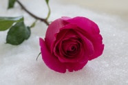 一枝艳丽玫瑰花图片