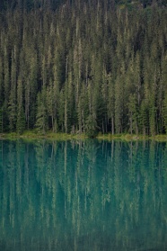 蓝色湖泊和绿色树林图片