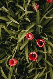 草丛红色花朵图片