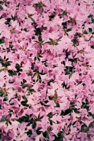 粉色花海微距摄影图片