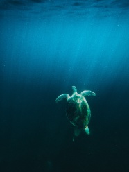 蓝色深海大海龟图片