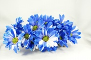 蓝色野菊花图片