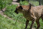 动物园野生豹子图片