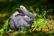 灰色龙猫兔子图片