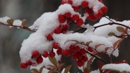 冬季成熟红浆果图片