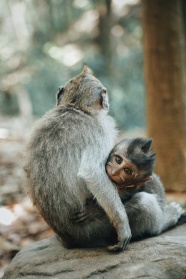 猴子妈妈和小猴子图片