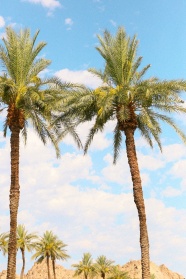 夏季蓝天白云椰子树图片