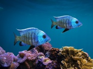 海底蓝色鱼图片