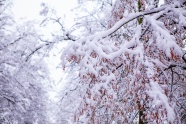 冬季树枝的的积雪图片