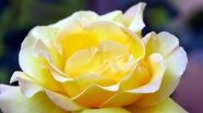 黄玫瑰花朵绽放图片