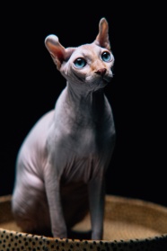 一只蓝眼睛无毛猫图片