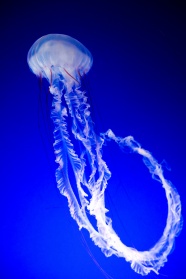 蓝色深海唯美水母图片